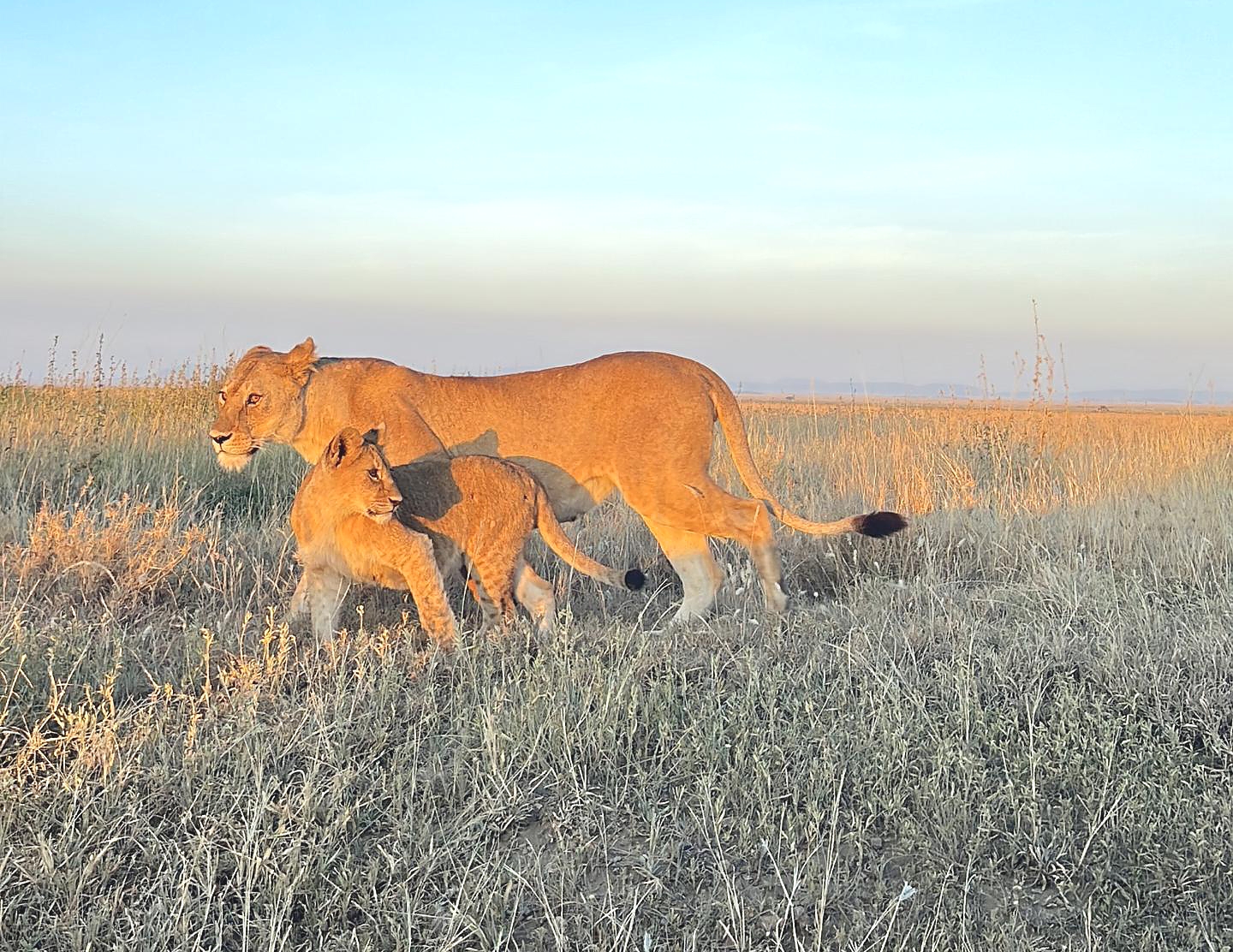 10 Days Serengeti and Ngorongoro Safari from Zanzibar Best Itinerary