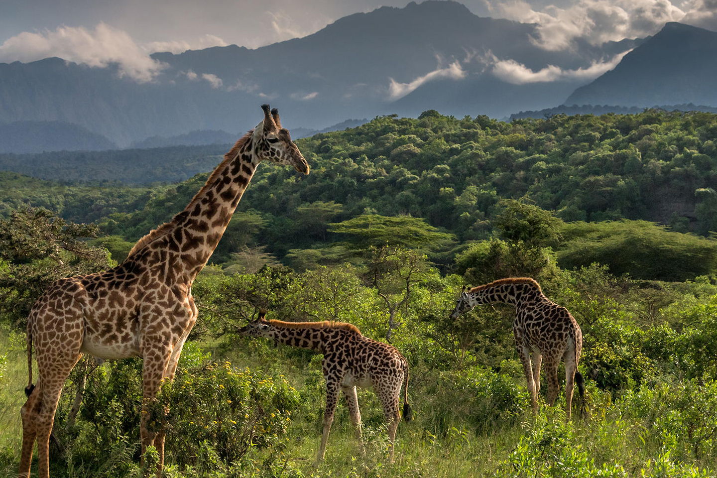 Arusha National Park Day Tour