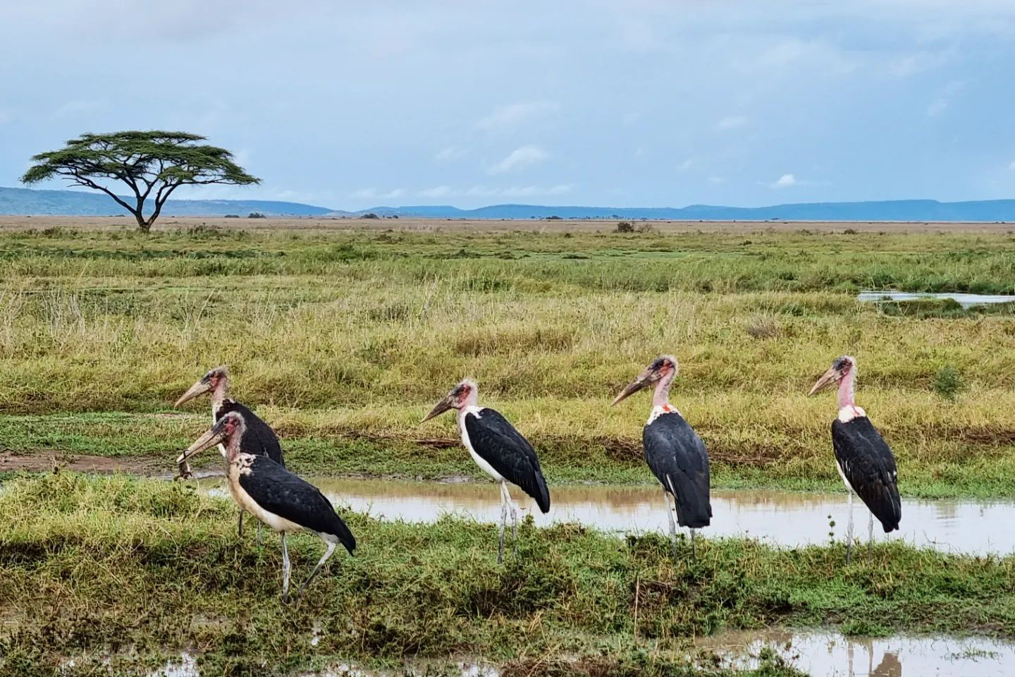 Lake Manyara Park Day Tour