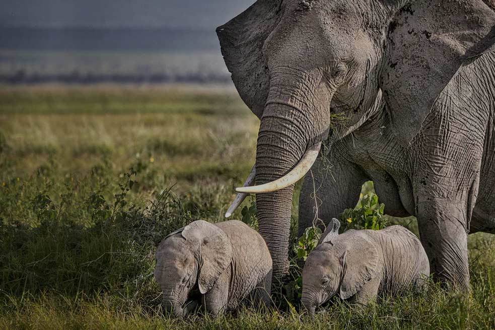 Tarangire National Park Day Tour