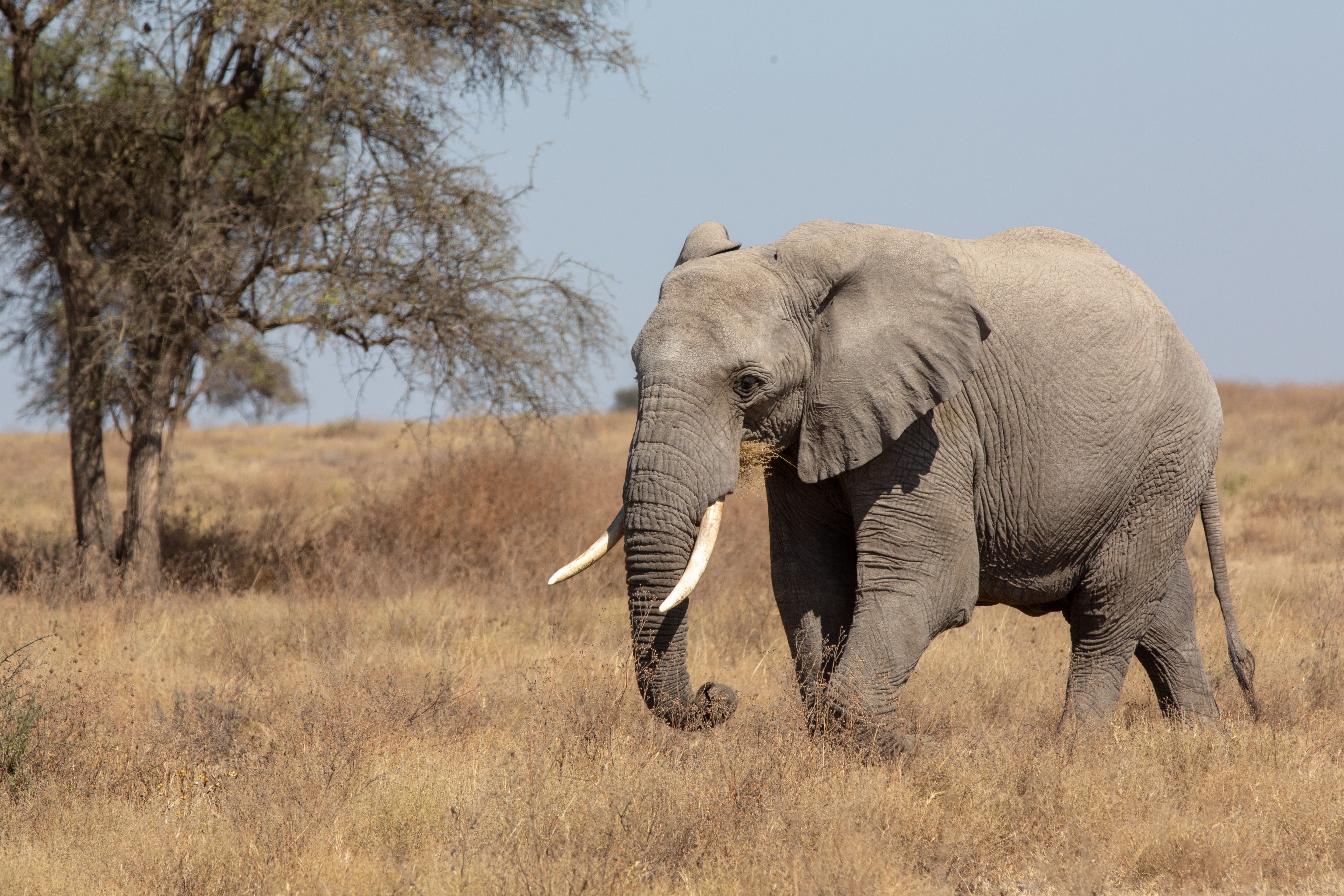 Safari Tours