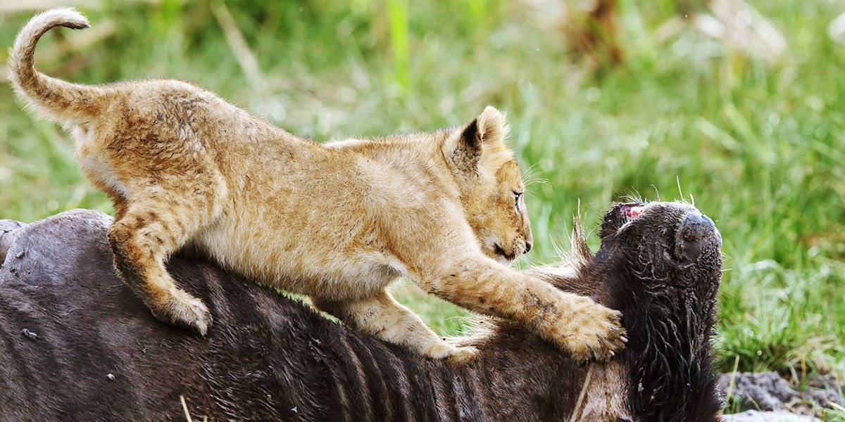 How to Pay for Your Tanzania Tours: A Complete Guide