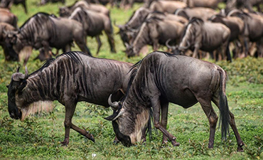 10days-tanzania-private-migration-safari