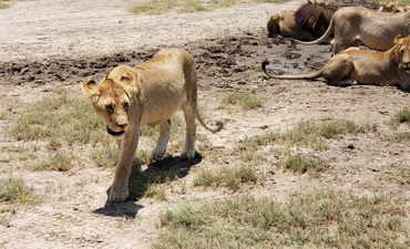 3 Days Serengeti and Ngorongoro Crater The 3 Day 2 Nights Tanzania safari Serengeti and ngorongoro will take you to Serengeti national park for wildebeest migration tour