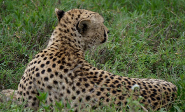7days-tarangire-lake-natron-serengeti-ngorongoro-crater-and-karatu