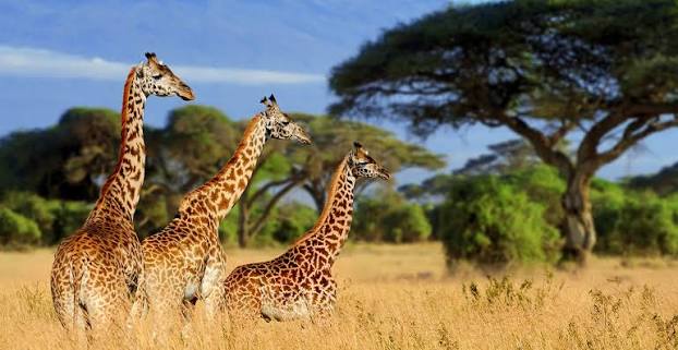 Why choose tanzania as your safari destination